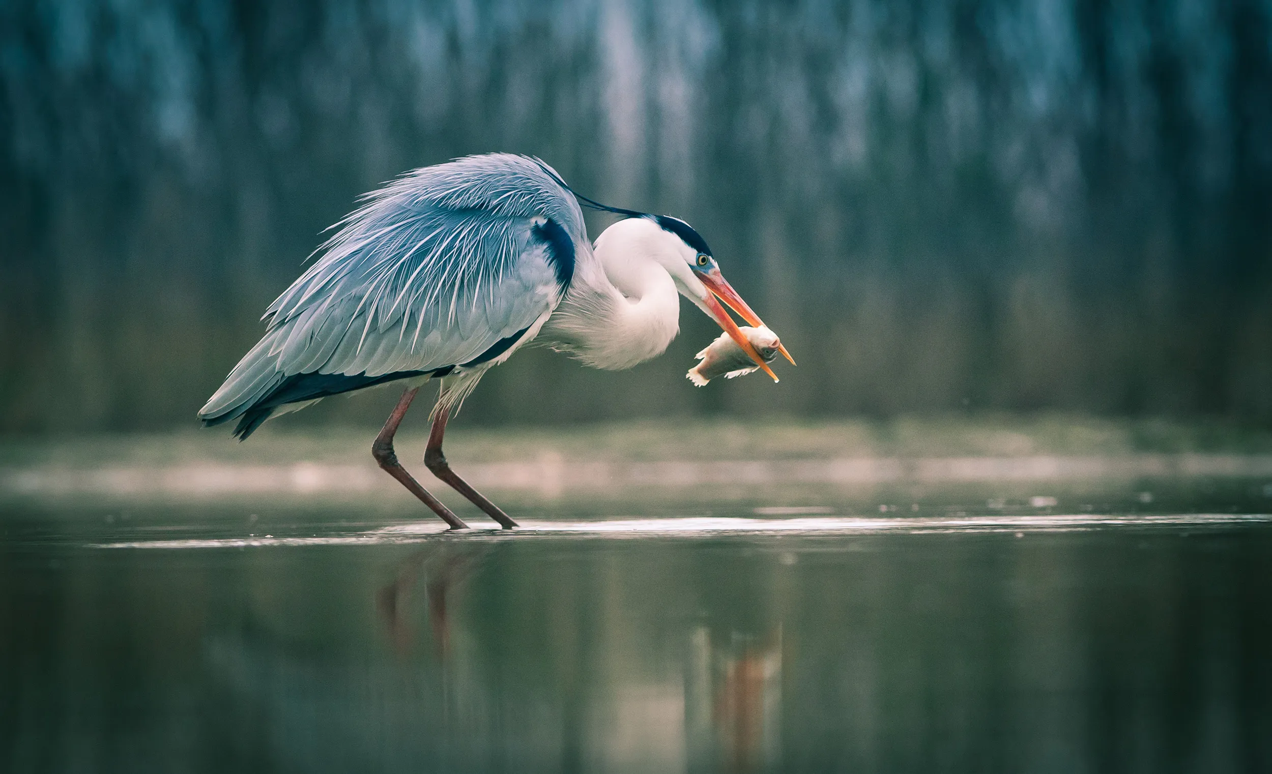 Grey Heron, stood in shallow water, eating a fish